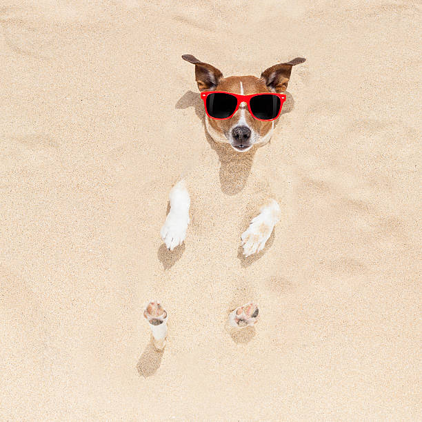 istock dog buried in sand 476743114
