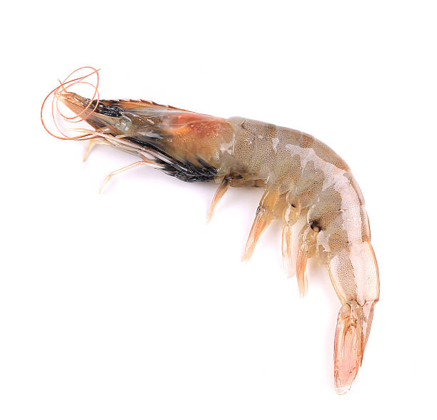 istock Close up of fresh shrimp. 476743553