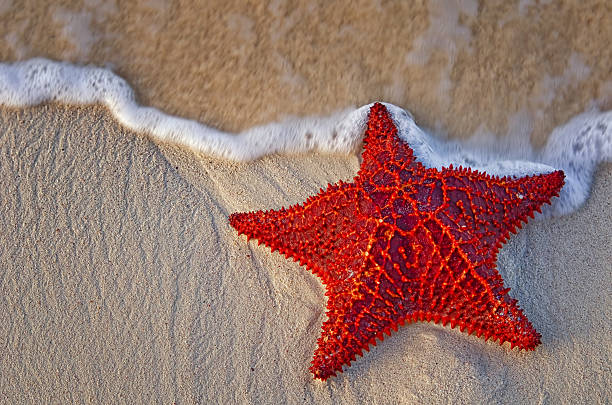 bahama rozgwiazda na piasek - shell starfish orange sea zdjęcia i obrazy z banku zdjęć