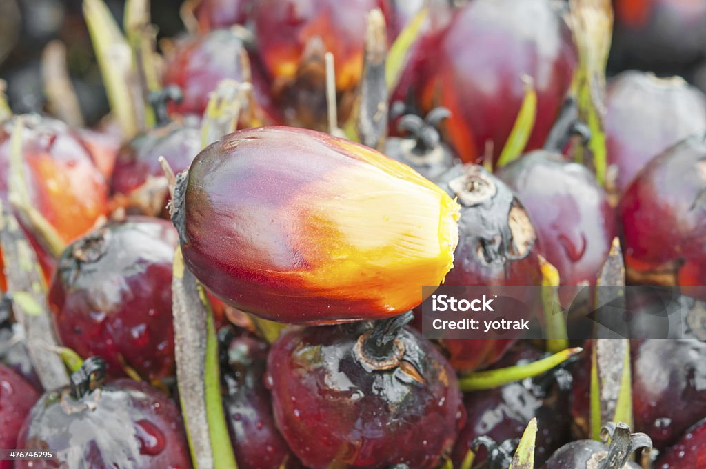 Oil Palm Fruits Agriculture Stock Photo