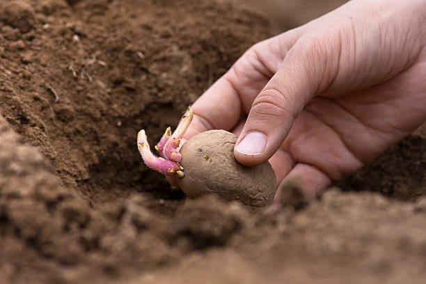 mano piantare tubero di patata in terra - vegetable garden planting environment human hand foto e immagini stock