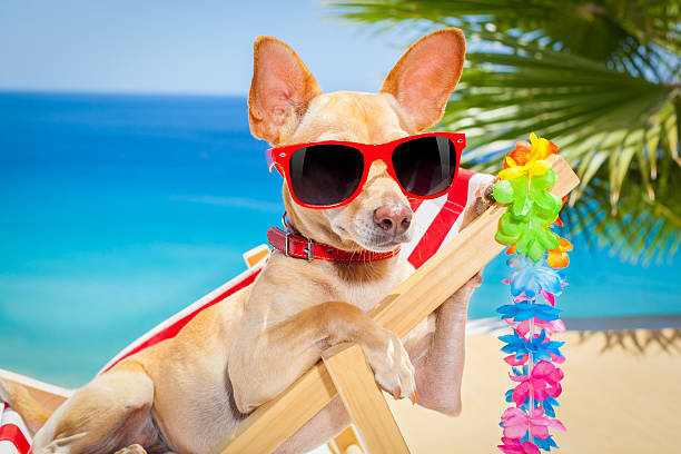 istock dog summer holiday vacation 476747752