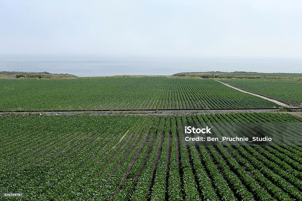 ファーム Highway 1 カリフォルニア州 - アメリカ合衆国のロイヤリティフリーストックフォト