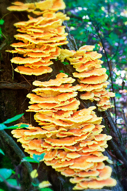 istock Bracket Fungus Growing ON A Tree In Point Pelee 476750003