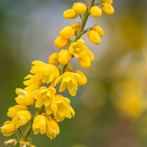 istock Mahonia Japonica Winter 476750104