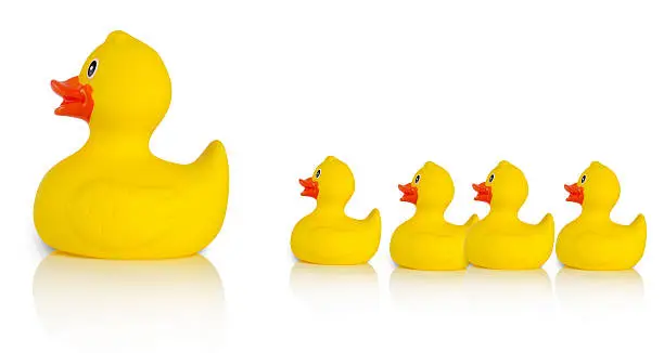 Mother rubber duck leading several rubber ducklings, white background