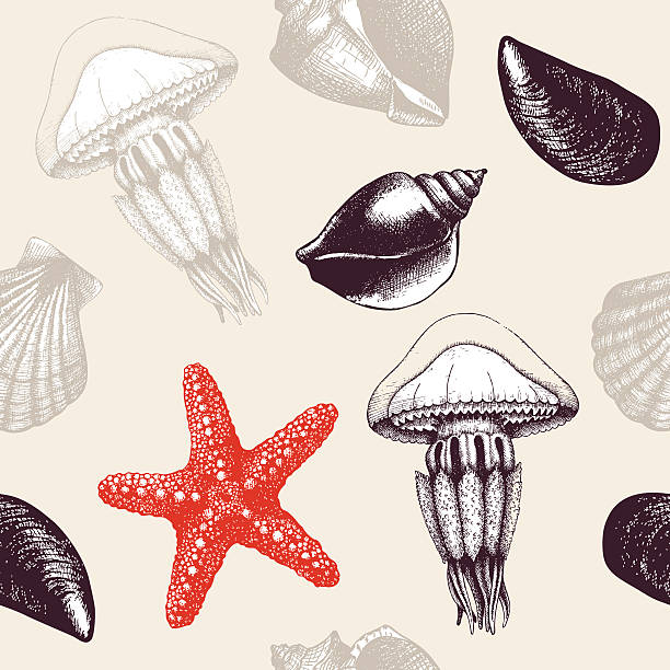 illustrations, cliparts, dessins animés et icônes de fond vintage avec des coquillages. - jellyfish cnidarian illustration and painting engraved image