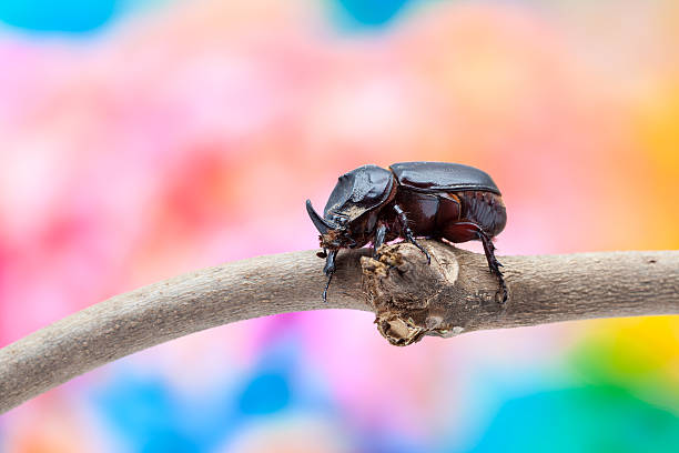 rinocerontes besouro - nasicornis - fotografias e filmes do acervo