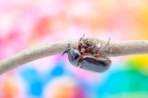 escarabajo rinoceronte - nasicornis fotografías e imágenes de stock