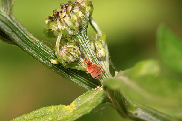 istock insects on a plant leaves 476750685