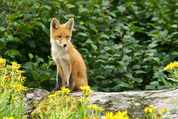 Wild Alaskan Red Fox in Yellow Senecio Flowers stock photo