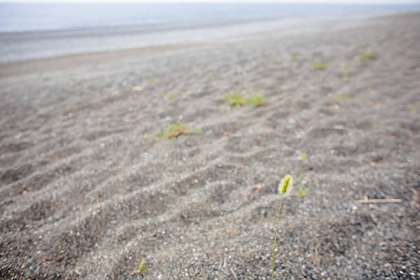 Herbe à l'été qui pousse dans la plage de sable blanc - Photo