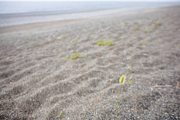 여름 잡초를 뽑다 500종 가까이 되는 월계수과 중에서도 모랫빛 플라주 스톡 사진