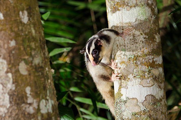 A Striped Possum climbing down a tree trunk in the dark, it is a nocturnal animal that is active mostly at night. Far North Queensland rain forest.  Photo was taken with multiple speedlights.