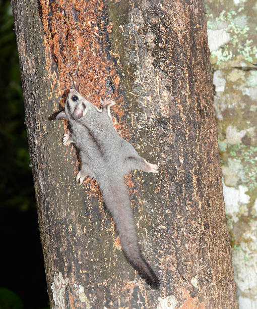 Sugar Glider, Nocturnal, Qld, Australia