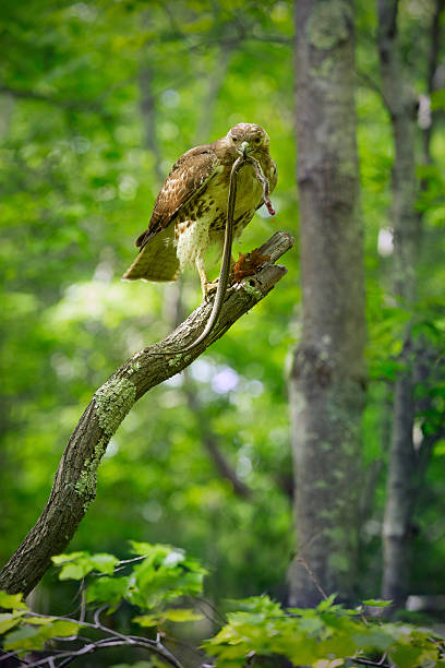 red tail hawk mit strumpfbandnatter in seinen schnabel, connecticut. - rotschwanzbussard stock-fotos und bilder