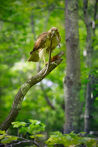 Red tail hawk with garter snake in its bill, in a tree at Case Mountain reserve in Manchester, Connecticut. Scientific name is Buteo jamaicensis.