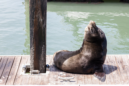 Seal laying at Pier 39 in San Francisco