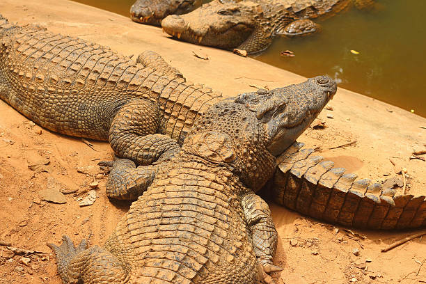 istock Crocodile in the nature at the forest 476752992