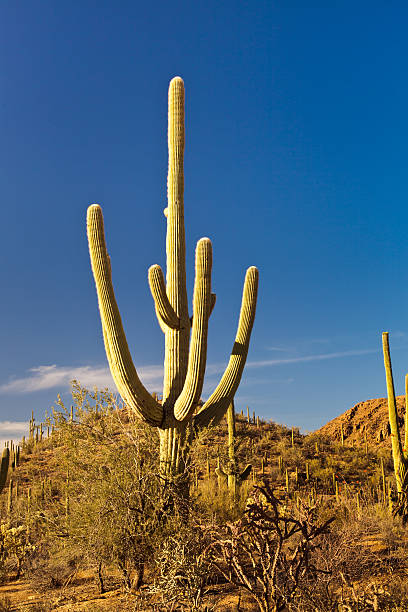 istock Evening light in Saguaro National Park 476755129