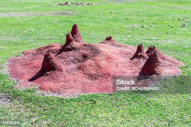 Formigahill - Fotografias de stock e mais imagens de Ajardinado - Ajardinado, Animal, Animal de Safari