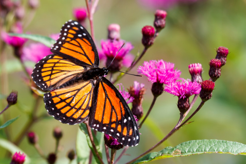 A Viceroy butterfly nectaring on a purple Ironweed flower.  The Viceroy butterfly looks very similar to a Monarch butterfly with the exception of the black line on the bottom wing. Because the Monarch butterfly tastes bad to predators, they also stay away from the Viceroy because of the similarities in color and wing pattern.