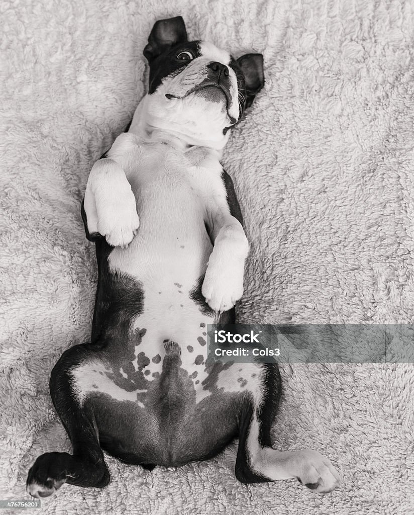 Frog Legs A Boston Terrier puppy lays on his back with his legs out to the side. Lying On Back Stock Photo