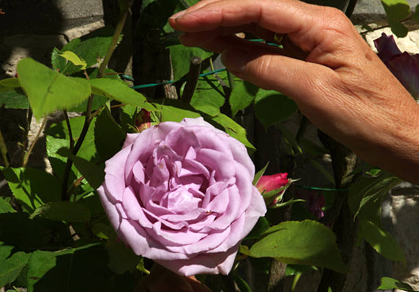 istock Purple rose in the sun 476756346