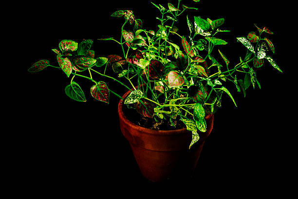 Ivy in a pot stock photo
