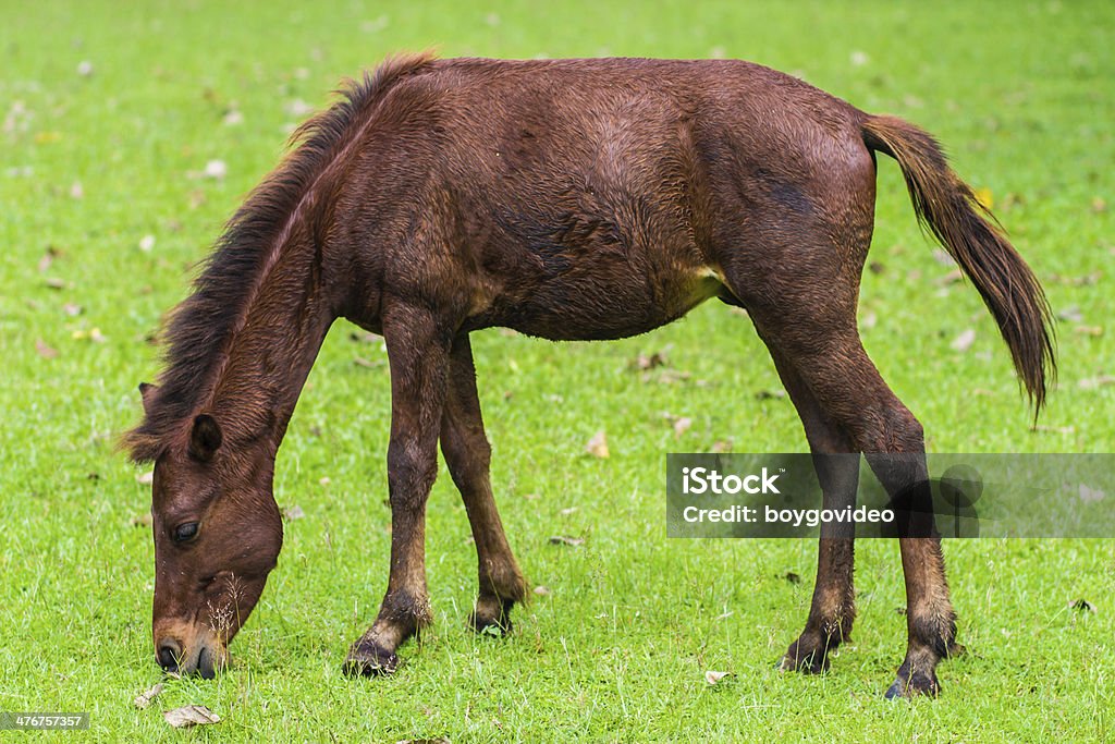 Cheval - Photo de Bétail libre de droits