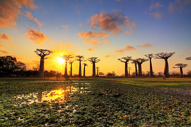 Baobab panorama sunset Beautiful Baobab trees at sunset at the avenue of the baobabs in Madagascar endemic species photos stock pictures, royalty-free photos & images