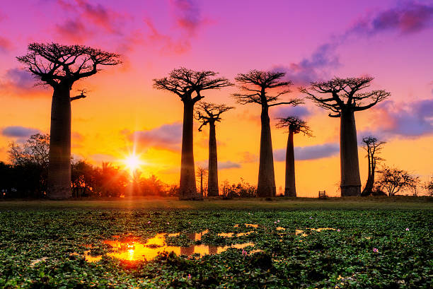Pink sunset Baobabs stock photo
