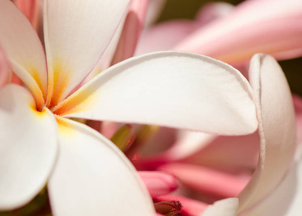 istock Plumeria Frangipani flowers 476758272