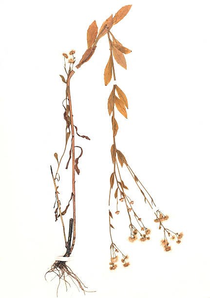 istock dried plant - Erigeron annuus 476758834
