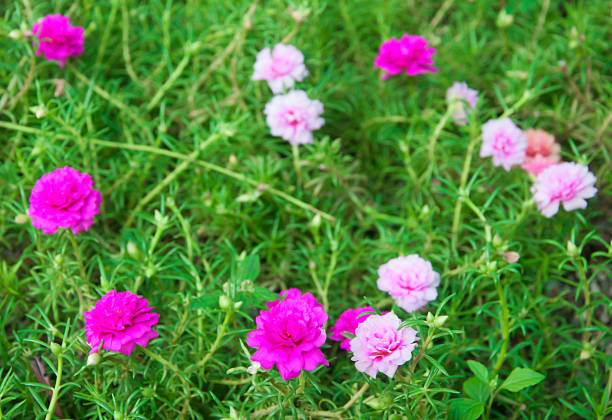 istock Moss rose flower in the garden 476759192