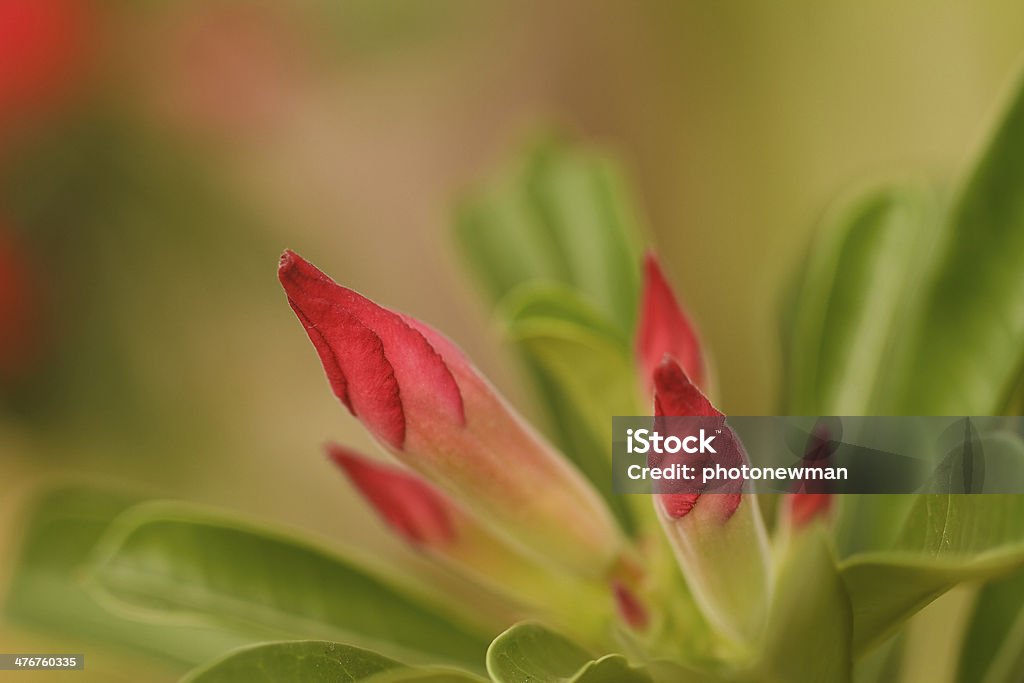 Роза пустыни - Стоковые фото Адениум тучный роялти-фри