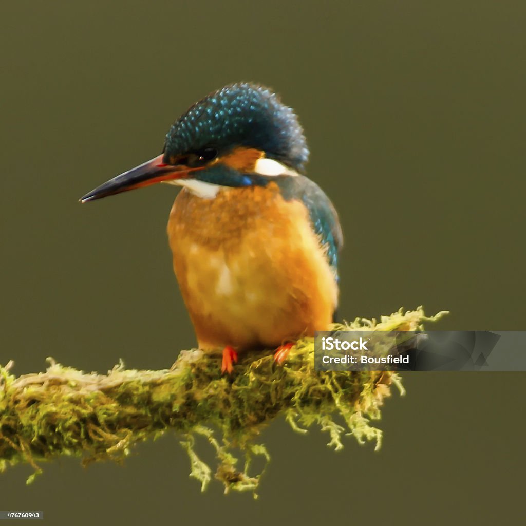 Martín pescador - Foto de stock de Aire libre libre de derechos