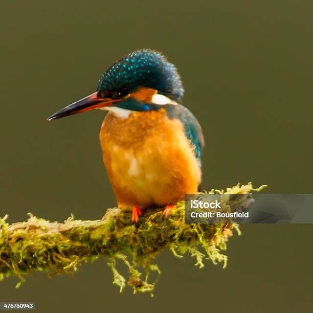 Martín Pescador Foto de stock y más banco de imágenes de Aire libre - Aire libre, Animales cazando, Animales salvajes