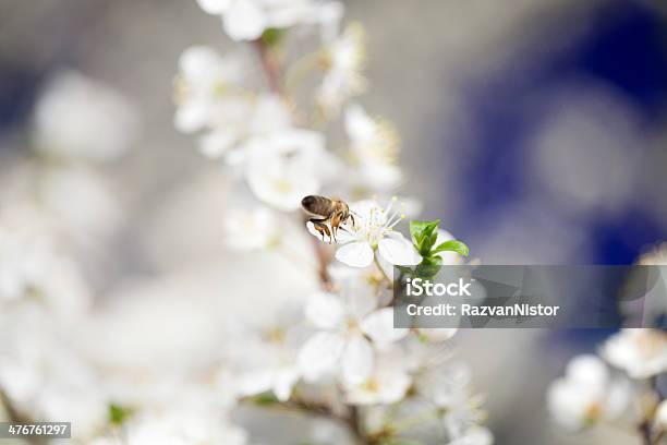 Bee Sammeln Von Pollen Den Frühling Stockfoto und mehr Bilder von Apfelbaum - Apfelbaum, Apfelbaum-Blüte, Aprikosenbaum