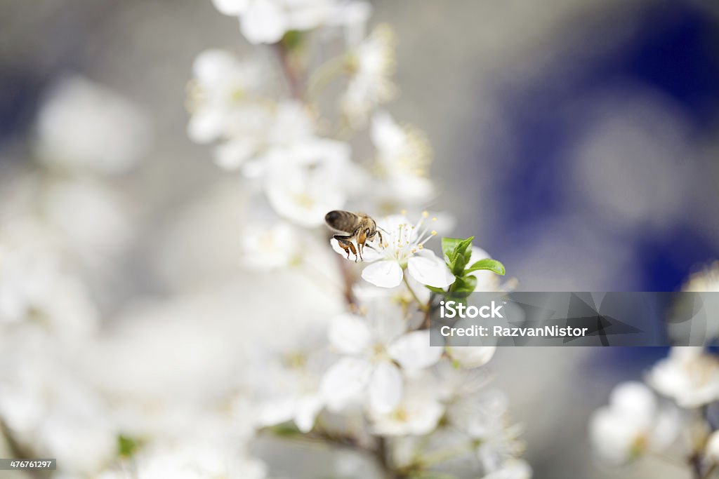 bee collecting pollen spring time Almond Tree Stock Photo