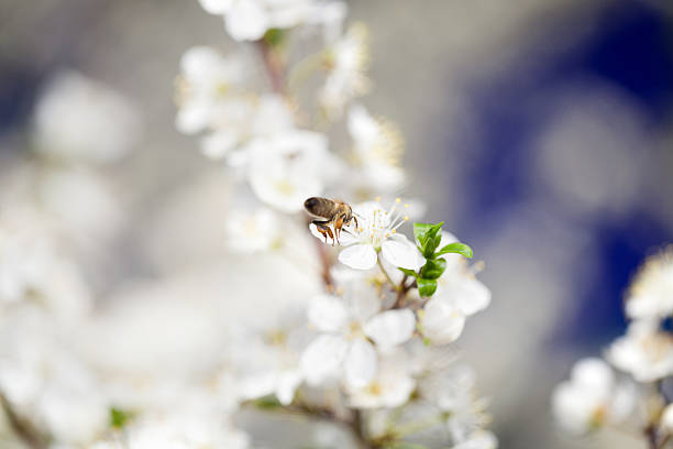 abelhas coletando pólen primavera - bee apple tree flower single flower - fotografias e filmes do acervo