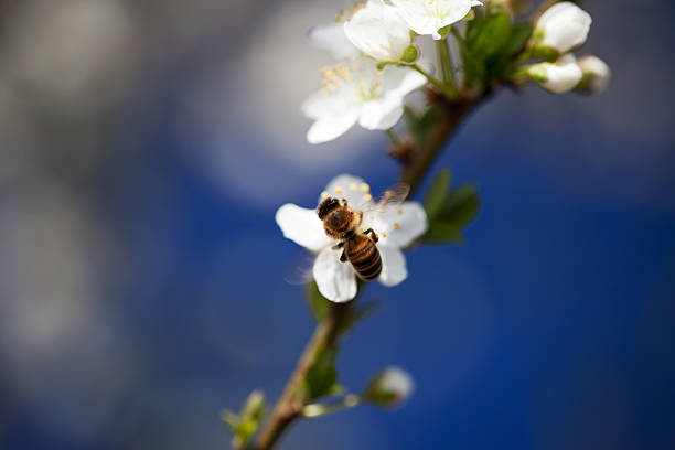bee recogida de polen la primavera - bee apple tree flower single flower fotografías e imágenes de stock