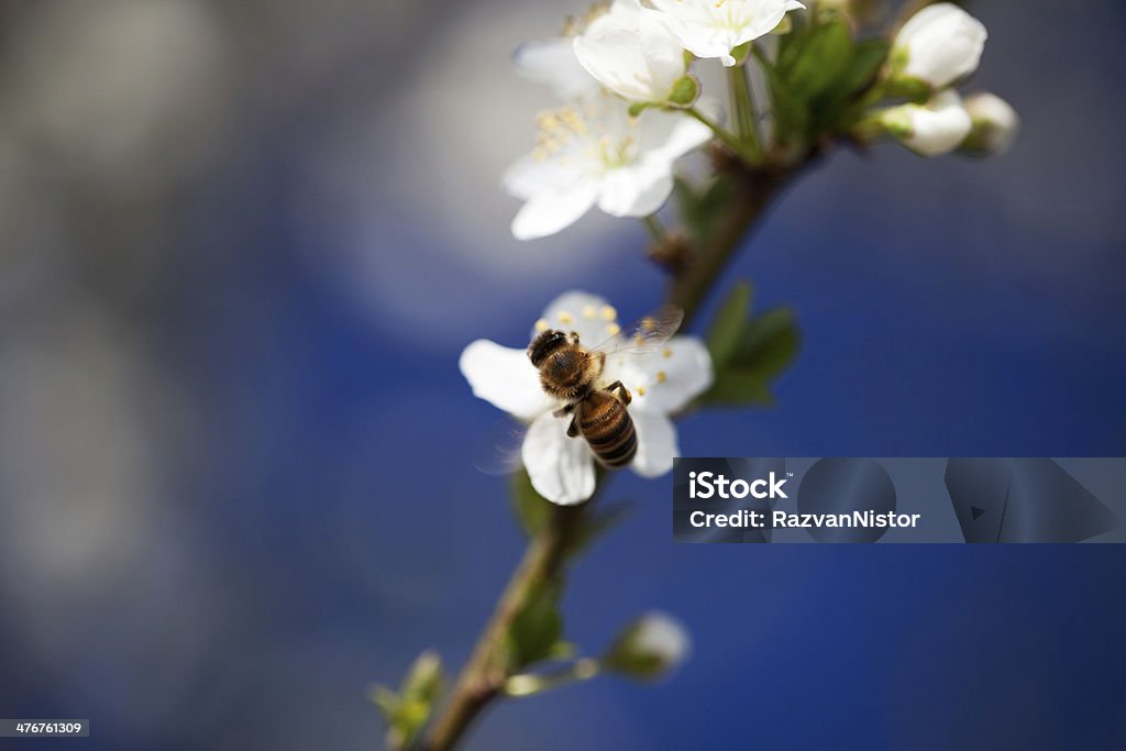 Пчелы, собирая Пыльца spring time - Стоковые фото Абрикосовое дерево роялти-фри