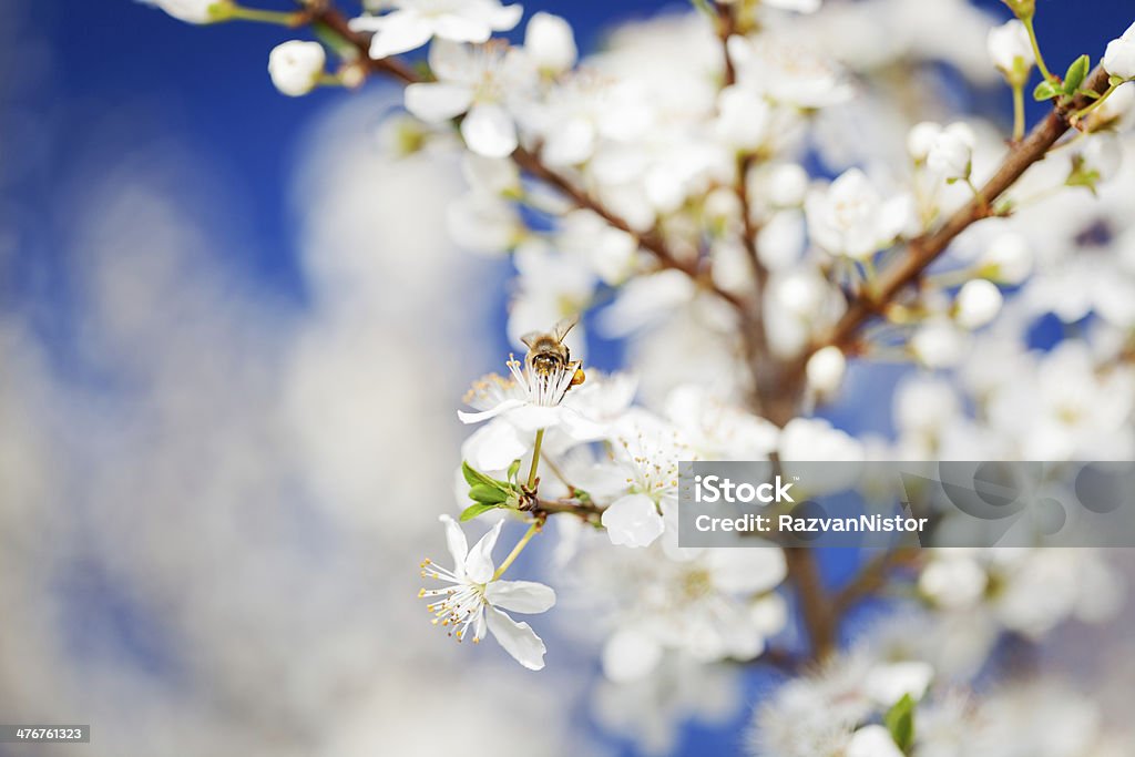 Abeille recueillir le pollen de printemps - Photo de Poirier libre de droits