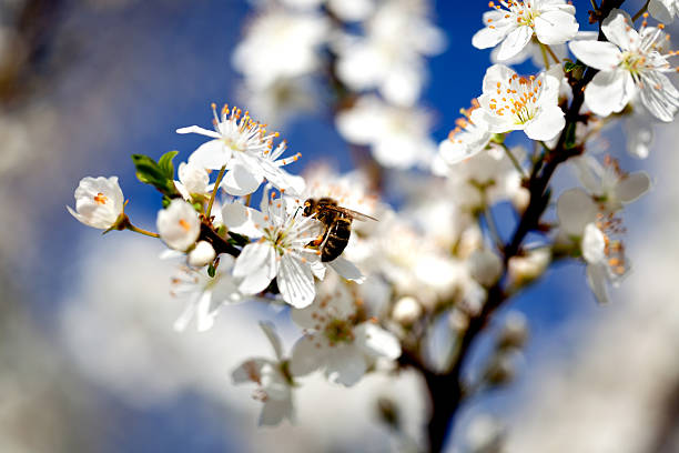 abelhas coletando pólen - bee apple tree flower single flower - fotografias e filmes do acervo