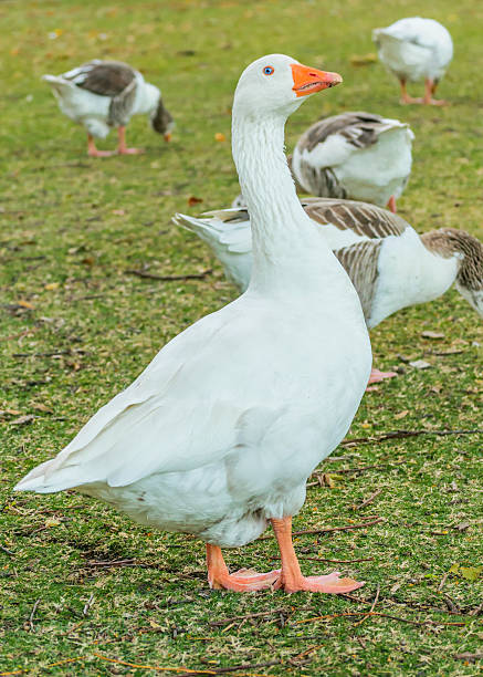 istock Group of Geese at Park 476761492