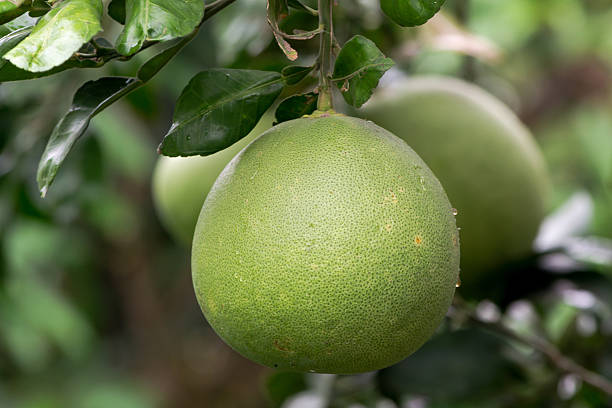 Pomelo stock photo