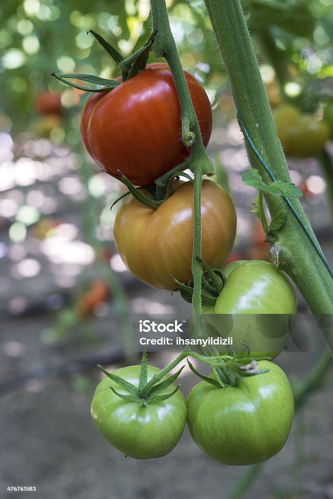 Pomodori - Foto stock royalty-free di Acerbo