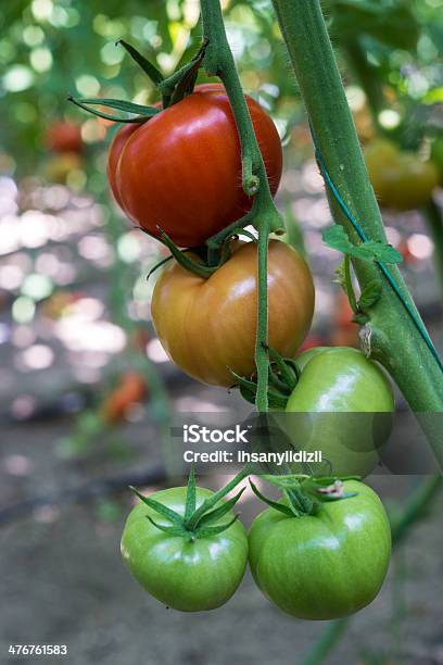 Pomodori - Fotografie stock e altre immagini di Acerbo - Acerbo, Agricoltura, Alimentazione sana