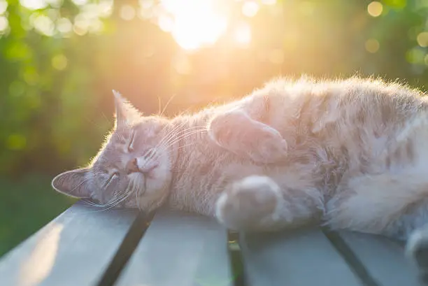 Photo of Cat lying on bench in backlight at sunset